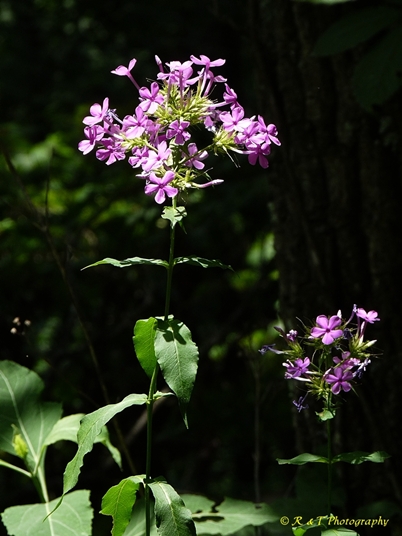 {Phlox amplifolia}